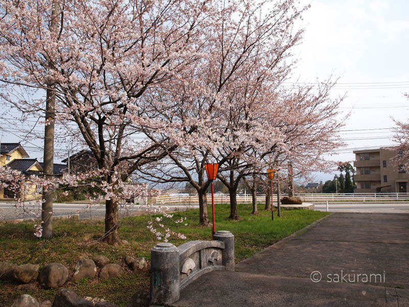 新潟佐渡・新保八幡宮の桜風景