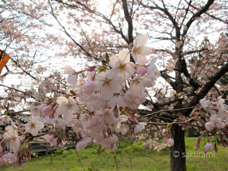 新保八幡宮桜の開花情報