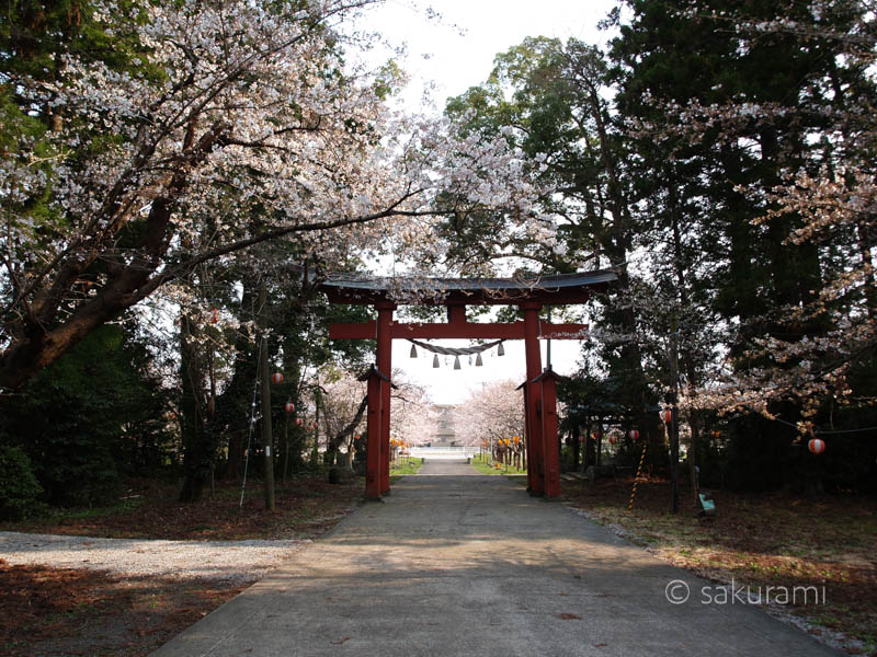 新潟佐渡・新保八幡宮の桜風景