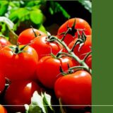 トマト・ミニトマトのわかりやす育て方！栄養素や保存方法も解説