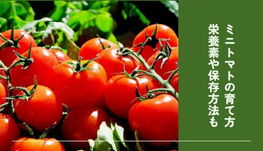 トマト・ミニトマトのわかりやすい育て方！栄養素や保存方法も解説