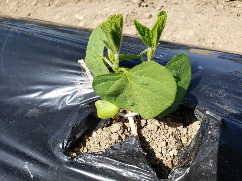家庭菜園で簡単にできる!枝豆の栽培手順と美味しく作る7つのポイント | ECOしてる?