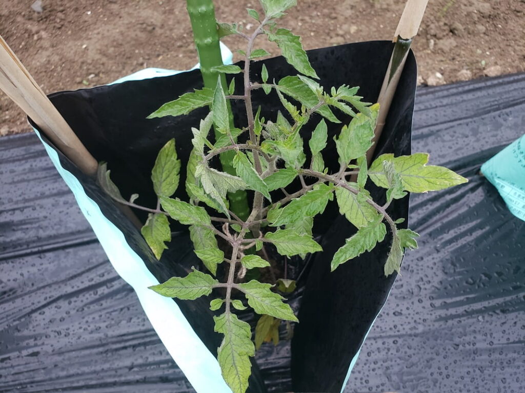 トマト・ミニトマト　栽培