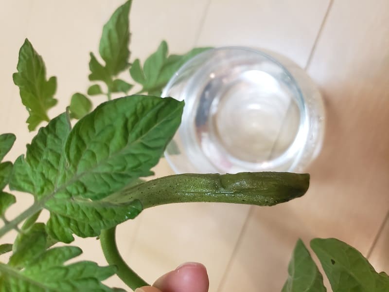 トマト・ミニトマト 水栽培
