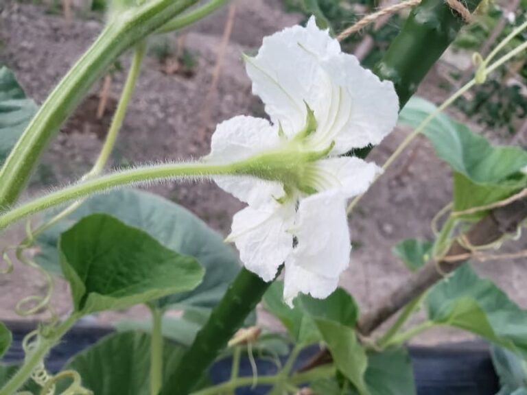 夕顔の栽培手順&雄花・雌花の見分け方を写真付きで分かりやすく解説