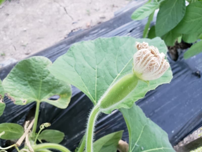 夕顔の雌花と雄花の違い