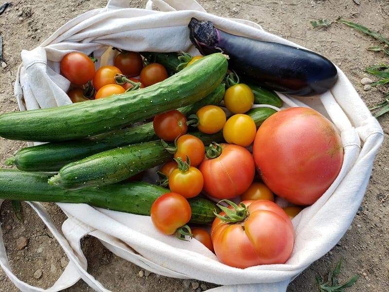 トマト・ミニトマト　栽培