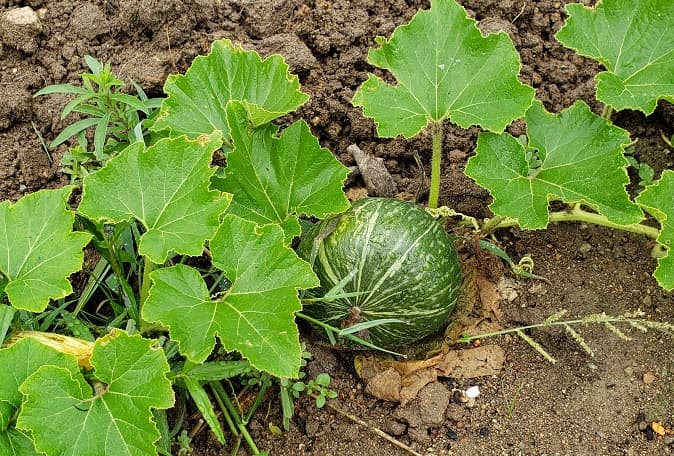 かぼちゃ 苗 栽培方法