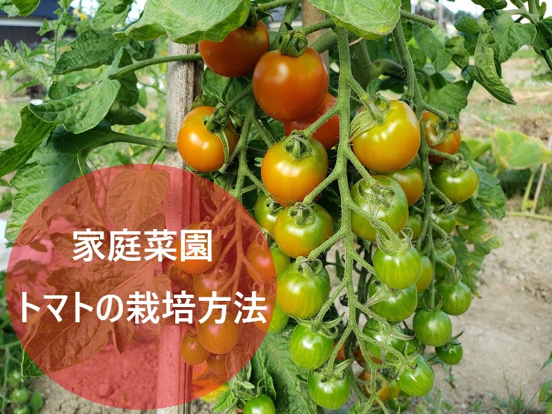 トマト・ミニトマトの栽培方法
