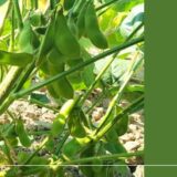 家庭菜園で簡単にできる！枝豆の栽培手順と美味しく作る７つのポイント
