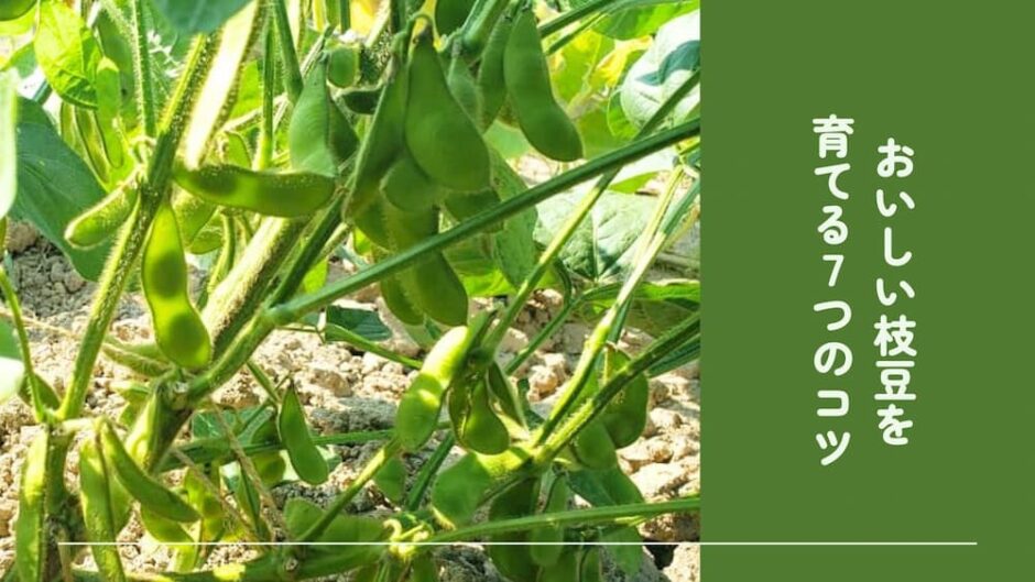 家庭菜園で簡単にできる！枝豆の栽培手順と美味しく作る７つのポイント