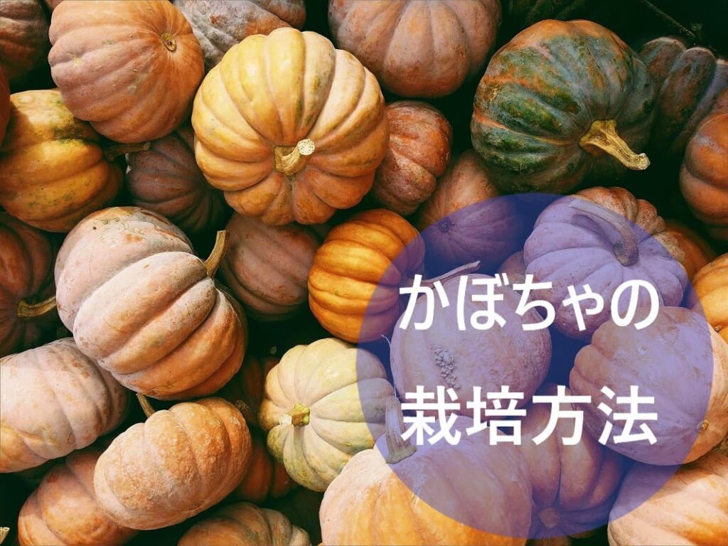 かぼちゃの栽培方法