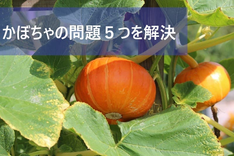 かぼちゃ栽培の５つの問題と対処法
