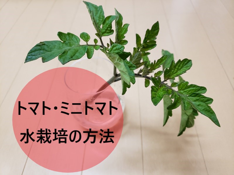 トマト・ミニトマトを水栽培で育てる方法