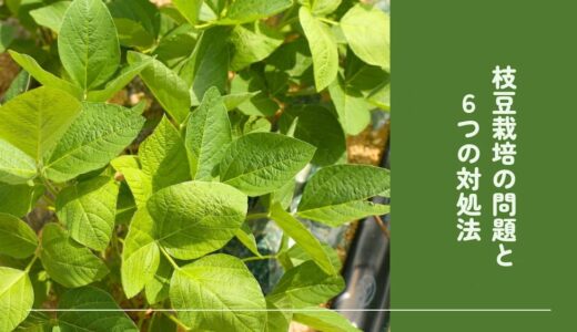 葉が枯れる、発芽しない、花が咲かない...枝豆栽培の問題６つと対処法