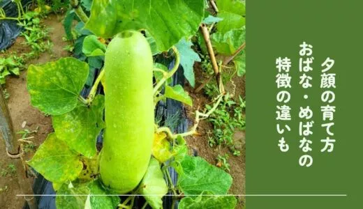 夕顔の育て方を写真付きで解説！栽培時期や摘心のやり方もご紹介