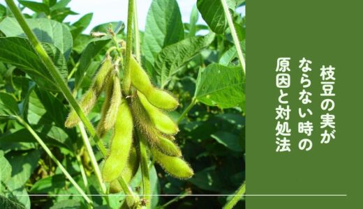 〇〇するだけで豊作に！枝豆の実がならない時の原因と対処法