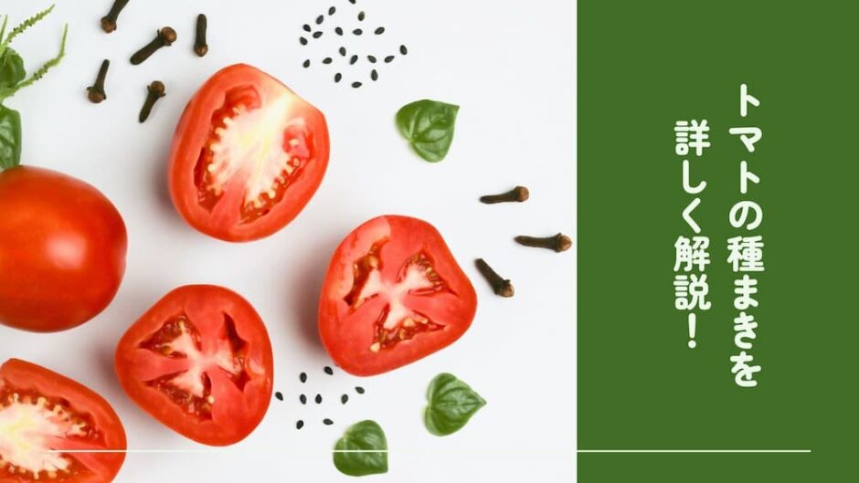 トマトの種まきを詳しく解説