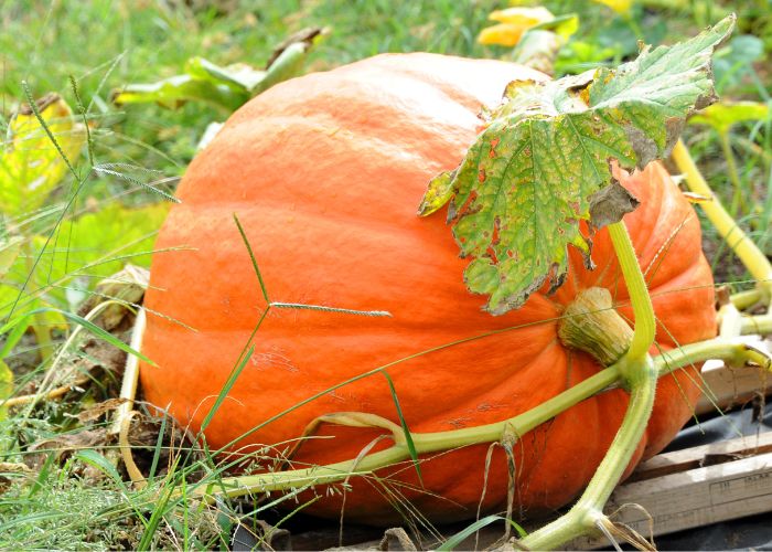かぼちゃの収穫時期の見極め方