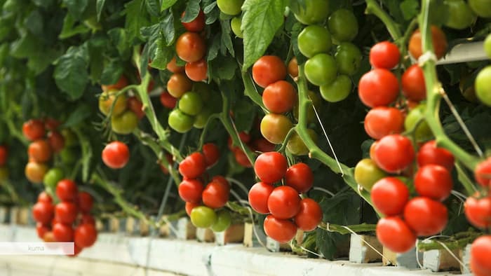 トマトの摘果の仕方