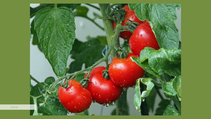 トマトの摘果の仕方