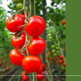 大玉・中玉・ミニトマト別に摘果の仕方を解説！摘果したトマトの使い道も