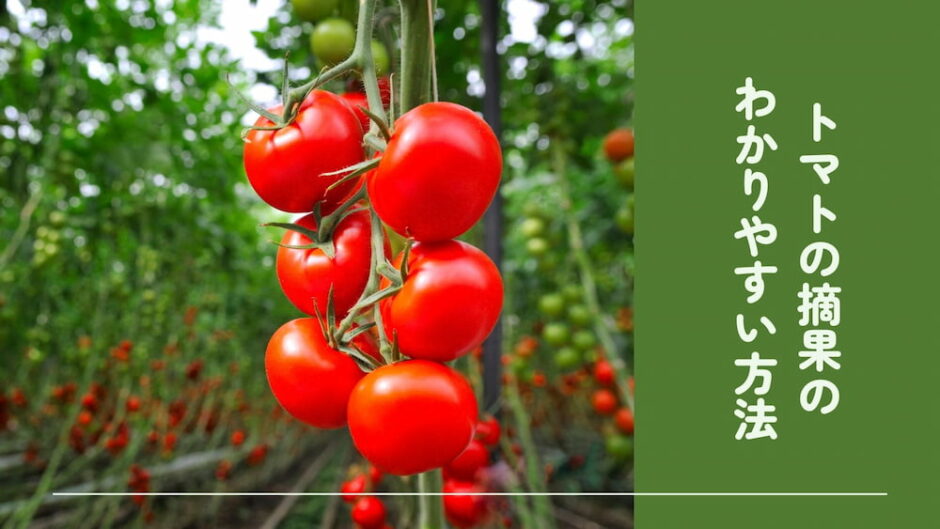 大玉・中玉・ミニトマト別に摘果の仕方を解説！摘果したトマトの使い道も